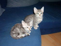Chewbaca´s Bengalen