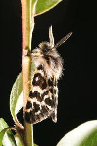 Raupen des Bärenspinners O.corsica abzugeben