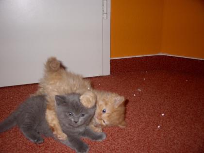 2 Mischlingskitten Maine Coone+Sibirische Katze