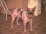 Australien Cattle Dog