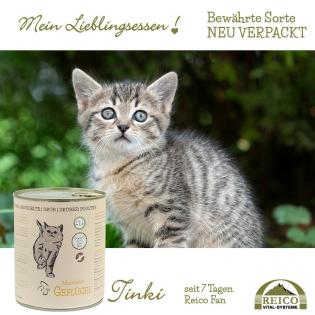 Kostenlose Futterberatung für Katzen