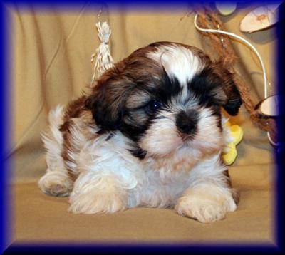 Shih Tzu Welpen