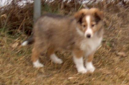 Sheltie-Welpen