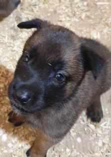 Malinois Welpen o,P. 