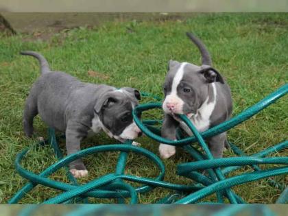 American Pitbull Terrier Blue-Line Welpen