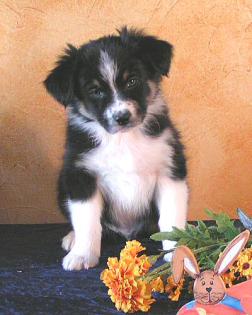 Australian Shepherd Welpe