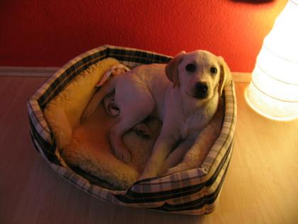 Labrador Welpe, 10 Wochen alt