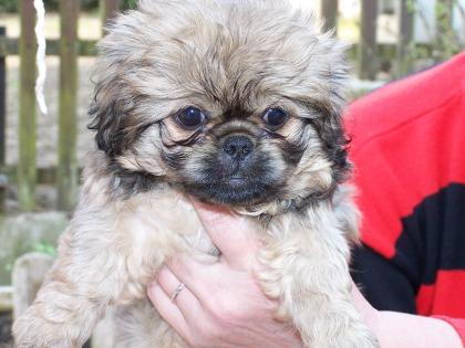 Süße Pekinese-Welpen 8 Wochen  zu verkaufen 200,-