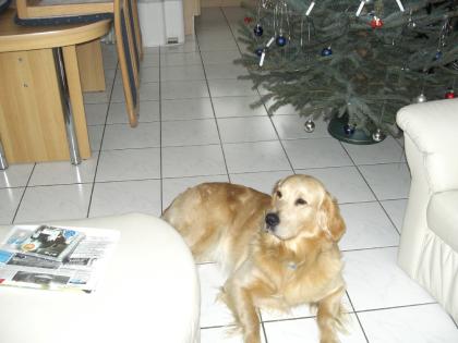 Ringo (Golden Retriever) sucht ...