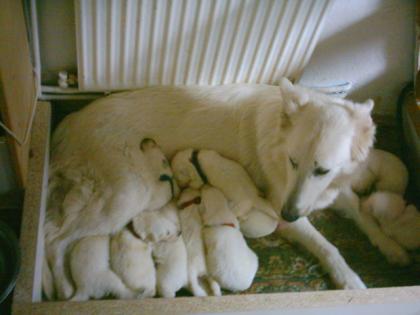 REINRASSIGE WEISSE SCHÄFERHUND WELPEN