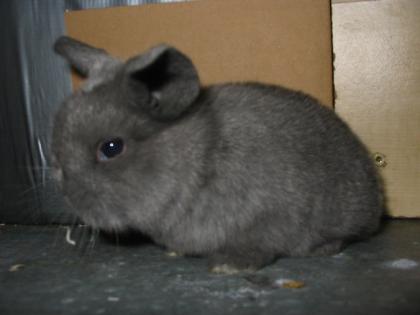 Typvolle NHD Mini Lop Mix Babys abzugeben