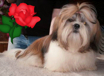 Shih-tzu