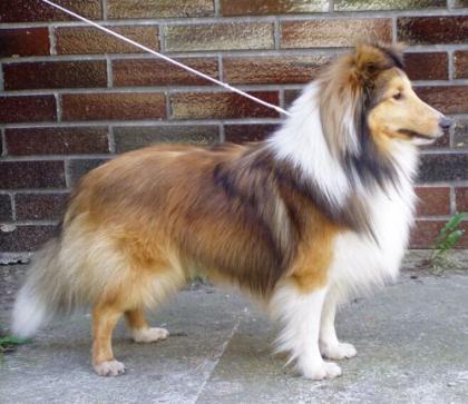 Sheltiewelpen