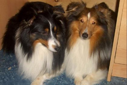 Sheltie Deckrüden