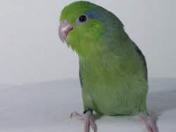 Sperlingspapagei Dame sucht ihre Art!