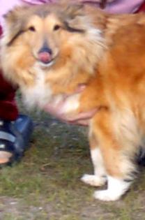 Sheltie-Welpen