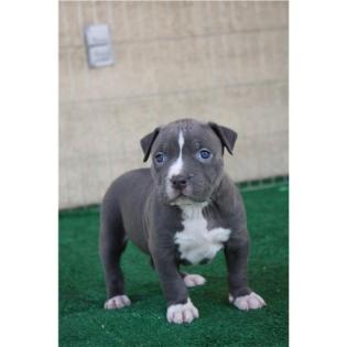 Exklusive Niedliche Superkleine Reinrassige American Welpen Blue-Line Pit Bull T