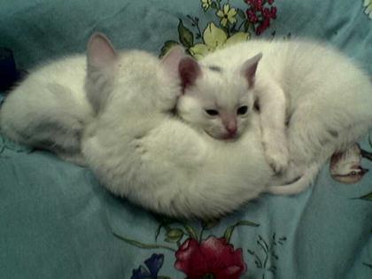 3 kleine Katzenbabys - schneeweiß