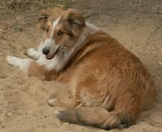 Collie-Rüde, 6Mon.,  sucht guten Platz!