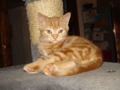 * BKH Katerchen red-tabby classic*