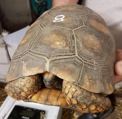 Waldschildkröte Chelonoidis denticulata