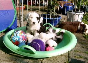 Bearded Collie Jungs suchen noch liebevolle Dosenöffner