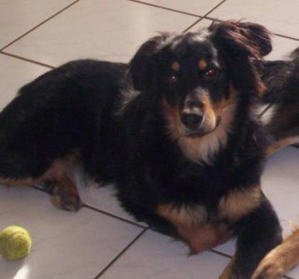 Schäferhund-Mix