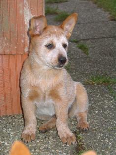 Australian Cattle Dog Hündin