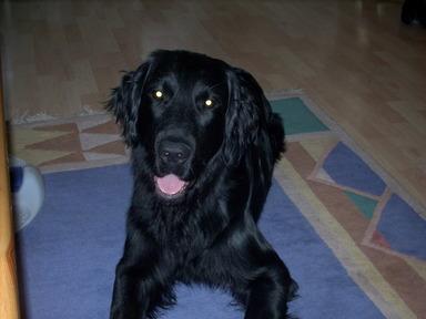    Deckrüde                     Flat-Coated-Retriever