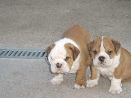 English Bulldog Welpen suchen ein neues zu Hause