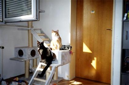 2 Schmusekater suchen neues Zuhause