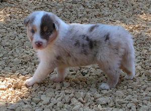 Australian Shepherd Welpen