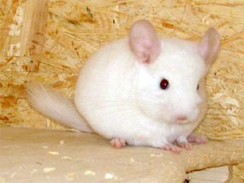 Chinchilla versch. Farben Nähe Koblenz