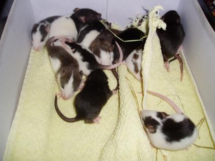 Ratten Babys