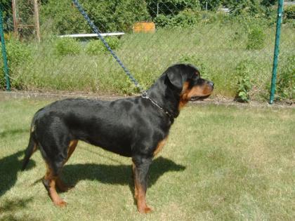 Rottweilerhündin