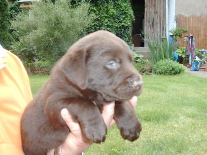 Labradorwelpen schokobraun