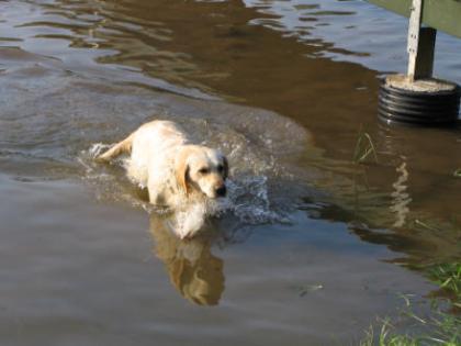 Labrador Hündin abzugeben!