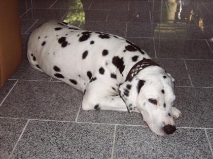 Dalmatiner-Rüde, 8 Jahre alt kostenlos abzugeben
