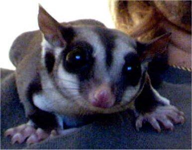 Sugar glider zu verkaufen