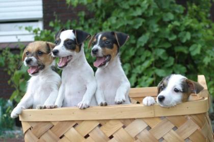 Prason Russell Terrier Welpen