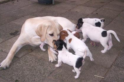 PRIVATE TIERSCHUTZGRUPPE VERMITTELT JACK RUSSEL WELPEN