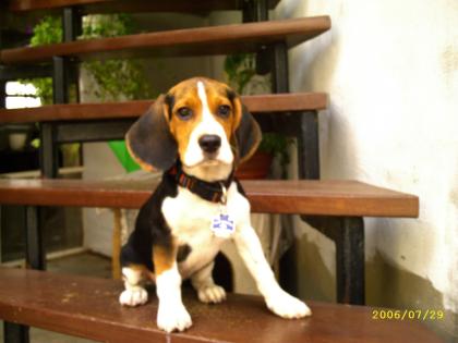 Beagle-Welpe (3 Monate alt)