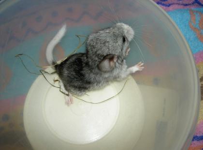 Chinchilla Buntschecke