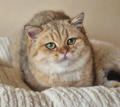 Bkh britisch kurzhaar kitten