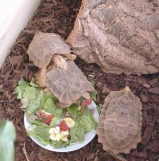 3 Stutz-Gelenkschildkröten (Kinixys homeana)