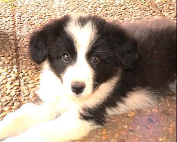 Border Collie Welpen