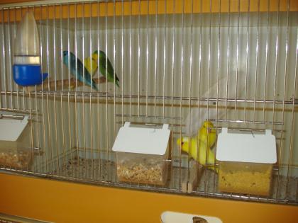 Blaugenicksperlingspapageien abzugeben!