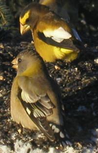 Weibchen abend kernbeisser