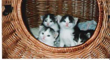 Katzen Babys