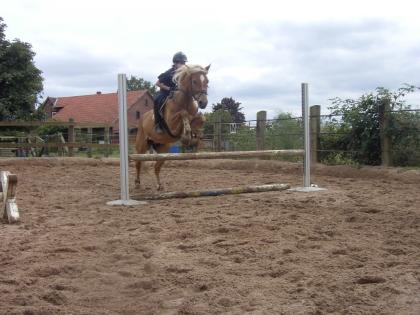 Suche Pferd zum Pflegen und Reiten nähe von Minden und Umgebung!!! !